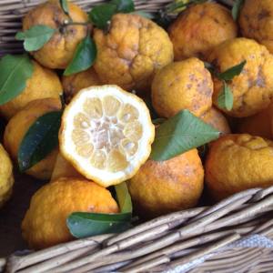 Organic Bush Lemon's (3)