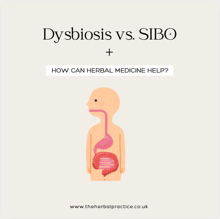 Dysbiosis vs SIBO